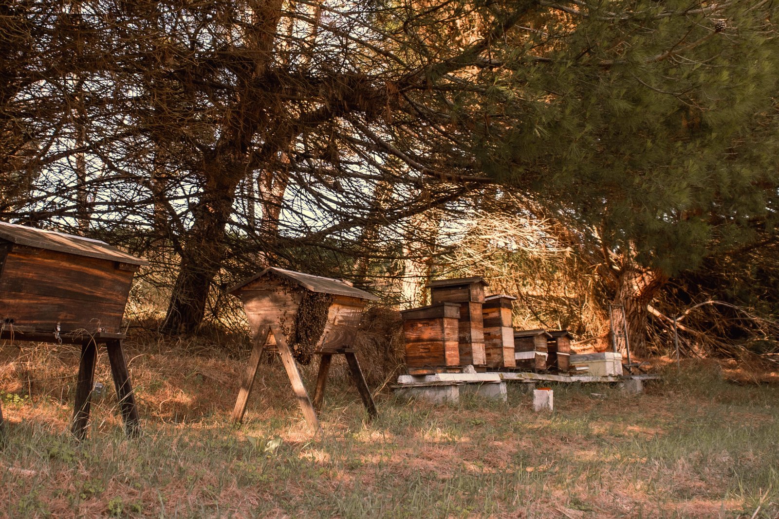 Apicultura Natural ou Tradicional: Qual é a Verdadeira Diferença?