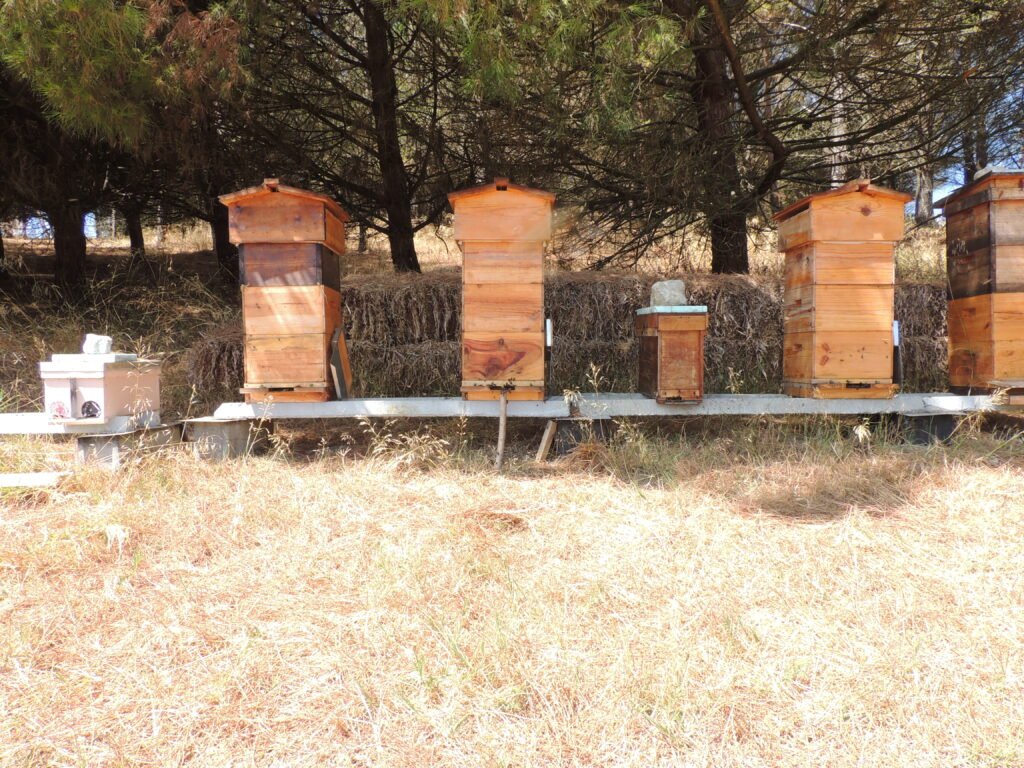 Quanto Custa Começar na Apicultura Natural em Portugal?